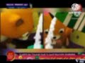 يا قطتي طيور الجنة