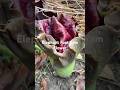Have you ever seen a flower that look like it’s from another planet? This is the rare.