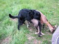 Dog mating with goat?
