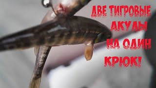 РЫБАЛКА В ГОРОДЕ!