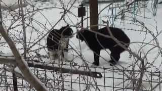 M4H02804 cats_x264.mp4