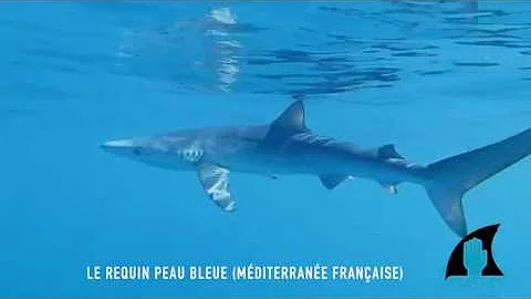 Est-ce que le requin bleu est dangereux ?