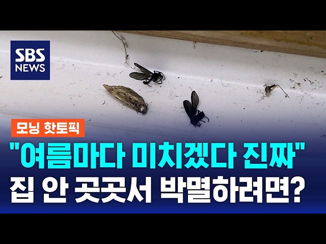 "여름마다 미치겠다"..집 안 곳곳서 박멸하려면? / SBS 모닝와이드 2부 / 모닝 핫토픽