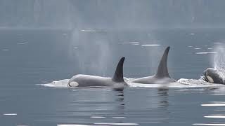 Sleeping Orca Whales