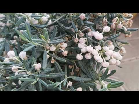 Wideo: Czym są Globeflowers - Informacje o roślinach Trollius Globeflower