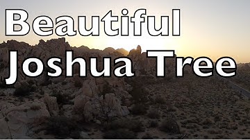 Beautiful Joshua Tree