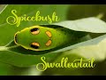 Spicebush Swallowtail Caterpillar