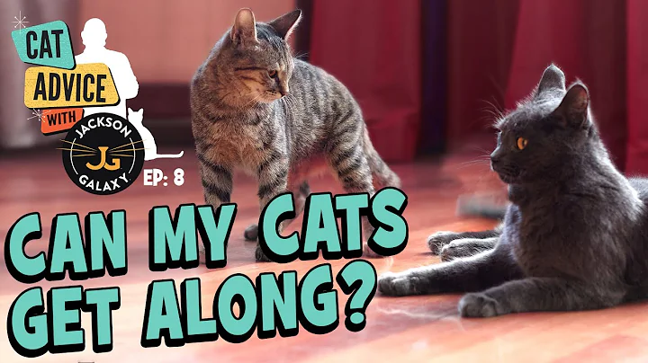 Can my Cats Get Along? Cat-to-Cat Body Language basics & Introduction Tips - DayDayNews