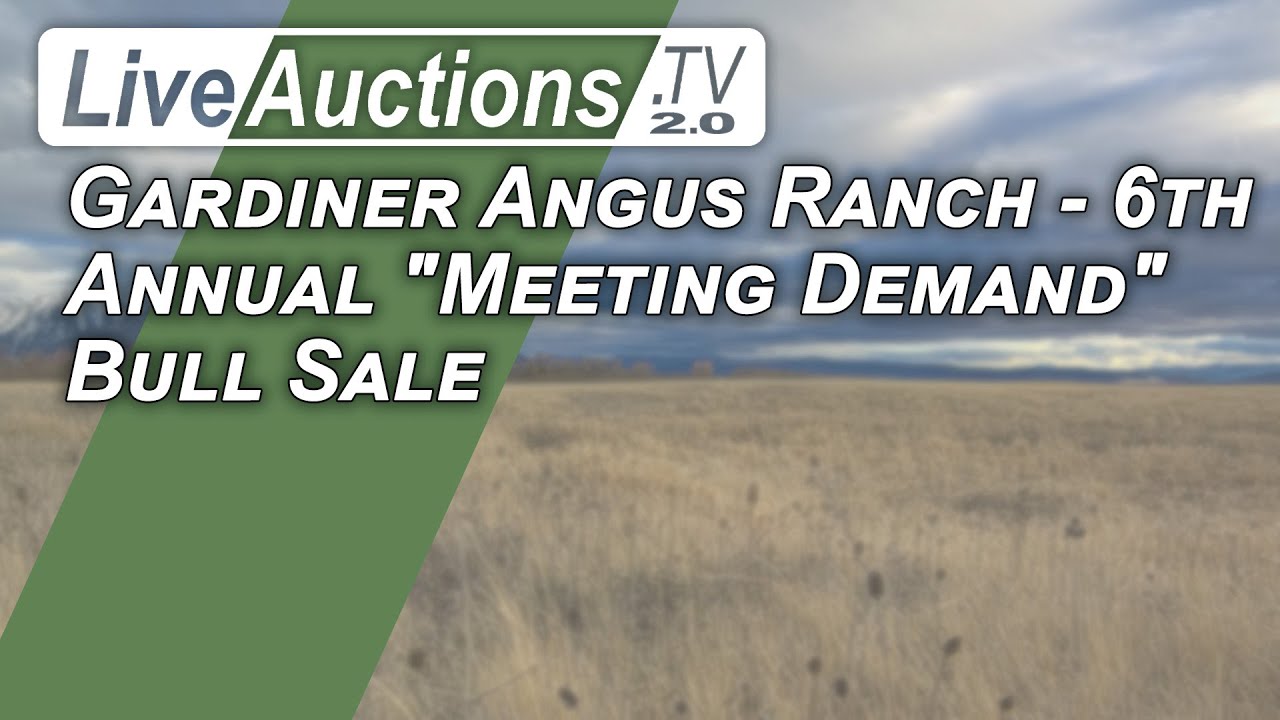 Gardiner Angus Ranch 6th Annual "Meeting Demand" Bull Sale YouTube