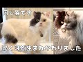 保護から3ヶ月がたちました。美しくなったここちゃんを是非ご覧下さい♪