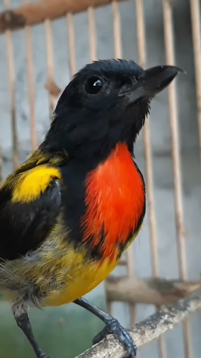 Burung Pentis Kumbang Gacor berkicau