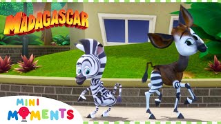 What Kind Of Animal Are You? 🐎🦓 | Madagascar: A Little Wild | Compilation | Mini Moments