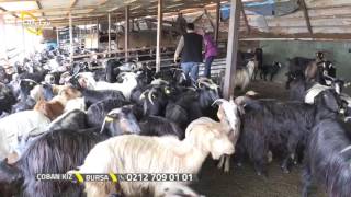 Çoban Kız - Kıl Keçisi (Kara Keçi) Irkı Yetiştiriciliği / Bursa