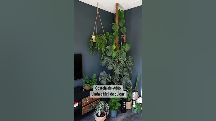 Plantas para Sua Sala
