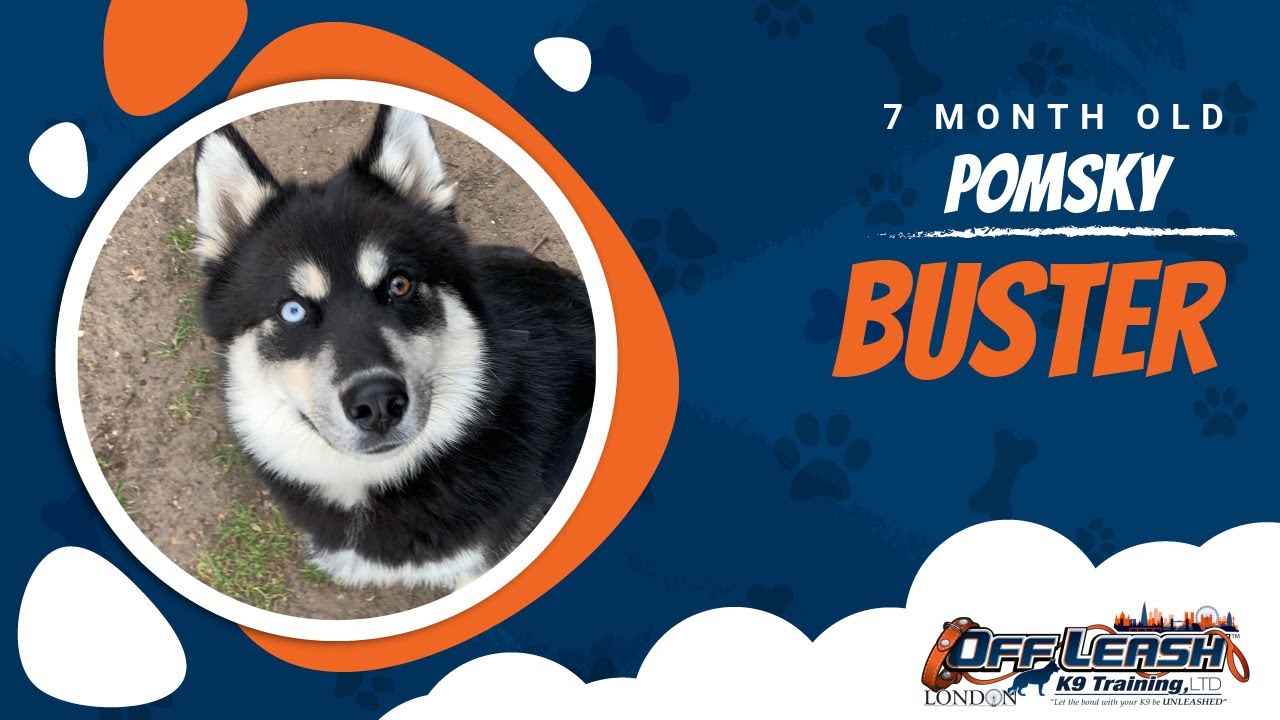 What to Know About Pomsky: Unleashing the Facts