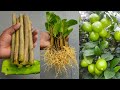 How to grow lemon tree from cuttings with cactus - 100% Success