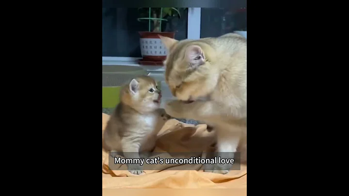 Watch the video about The mama cats love for her babies#cat#foryou#catlover#funny#happy