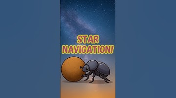 Dung Beetles Navigate Using the Milky Way?! 🪲✨