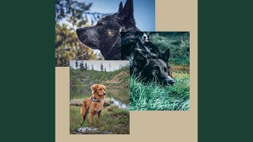 Stylish Waltz - Vibe for Lazy Puppy Afternoons