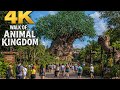 Animal Kingdom 4K Walk