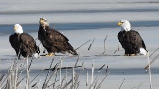 Loess Bluffs National Wildlife Refuge