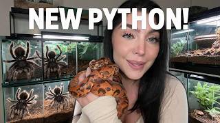 EmjayPlayss I Bought A New Python... And My Spiders Are Already Mad 🐍🕷️ (Unmuted)
