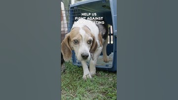 This Beagle is a Survivor of Animal Testing❤️‍🩹🐶 #endanimaltesting