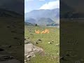 گذشته های دور زاگرس