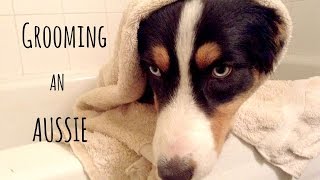 Grooming your dog (Australian Shepherd)