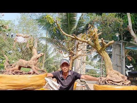 Video @Mai vàng hình thú+dáng bay trồng lu GL ng... - youtube