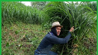 Download Lagu Busy NAMAN ANG KaProbinsya NYO..BASTA ANG DAMING ALAGA BAWAL ANG MAHINA..MAGUGUTOM MGA ALAGA MO MP3