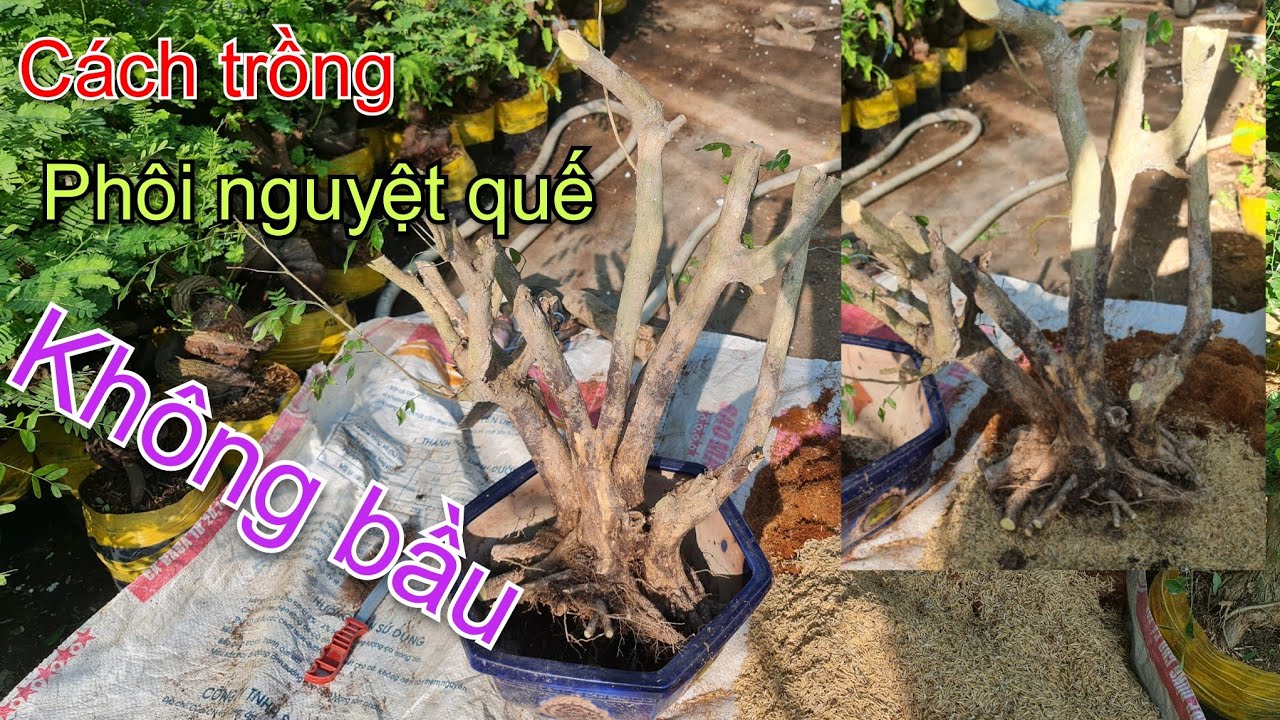 Cách trồng phôi nguyệt quế không bầu | Bonsai Anh Ba