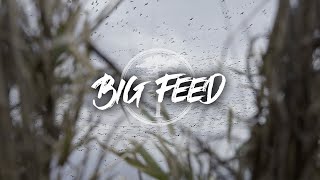 Snow Goose Hunting Giant Feed Comes in to The Decoys