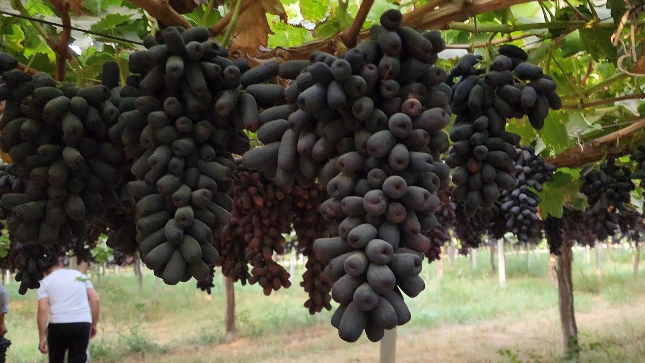 Тожикистонда Аватар Узуми.Халиям Уйланяпсизми  Бог Килайми Деб?