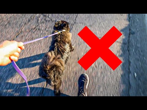 Videó: Hogyan taníthatom a kutyámat, hogy ne a zigzag előtt álljak a sétákon?