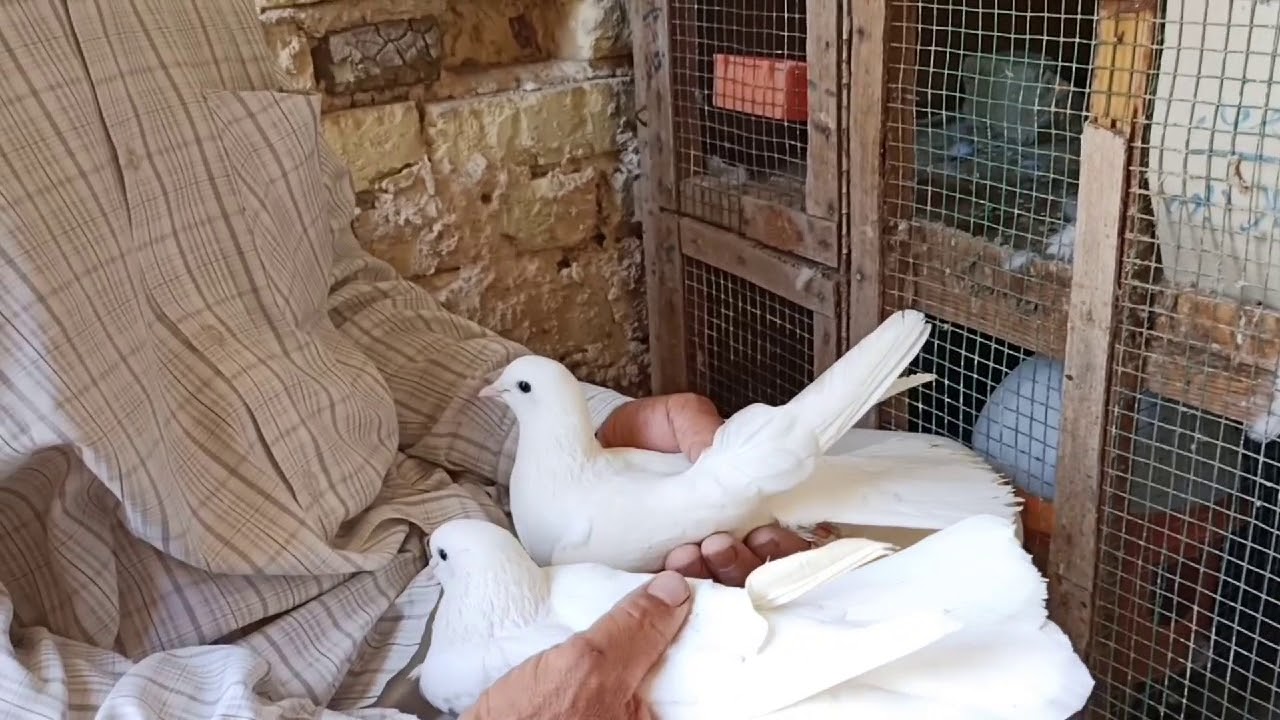 الازرك العراقي الطيار الفضاضي