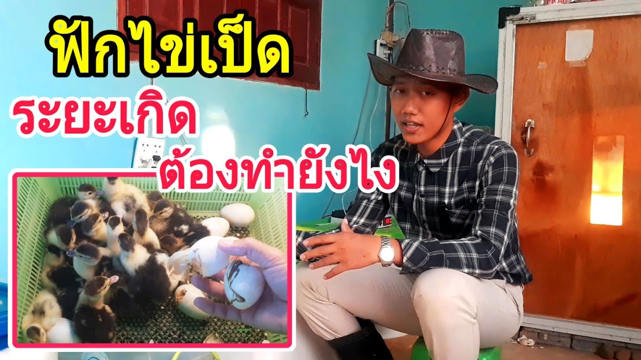 ฟักไข่เป็ด ระยะเกิดต้องทำยังไง : SMILE FARM