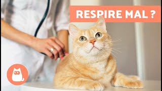 Pourquoi mon CHAT NE RESPIRE pas bien ?  (Causes et solutions)