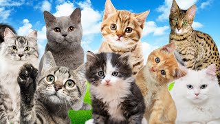 Maullido de Gatito Gato | Sonido de Gato | Miau de Gatitos screenshot 1