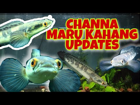 pindah-channa-marulioides-kahang-masuk-ke-tank-baru-|-channa-malaysia-|-toman-bunga-johor