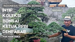 Intip Koleksi Bonsai milik Ketua Ppbi Cabang Denpasar,Bali , Pak Made Suka | Zuka zuka balibonsai