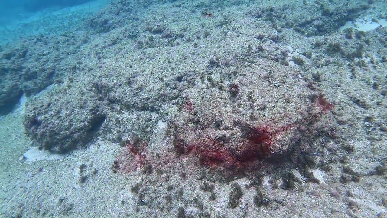 ❤🐙 דיו של דיונון או תמנון ליד ארנב ים