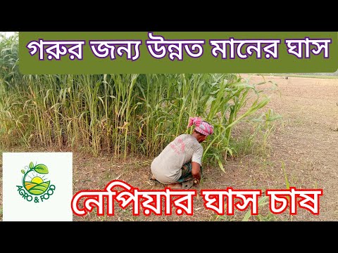 উন্নতজাতের নেপিয়ার ঘাস চাষ। Napier grass Cultivation in Bangladesh