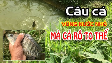 Câu cá rô phi ven suối - Vũng nước bé tẹo mà cá to thế | Quang Thịnh vlog