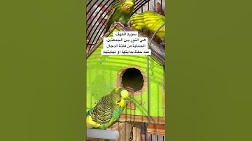#سورة_الكهف #قرآن فضل سورة الكهف في خانة التعليقات #المصحف #العراق #السعودية #طيور #quran #budgies