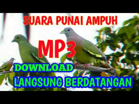 SUARA BURUNG PUNAI UNTUK NYANGGONG