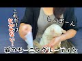 可愛いドワーフキャットのモーニングルーティン【洗顔】Dwarf Cat Morning Routine