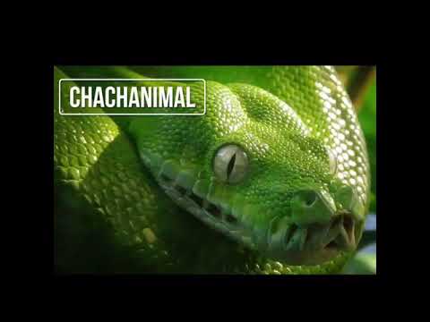 Chachanimal Python Vert Youtube