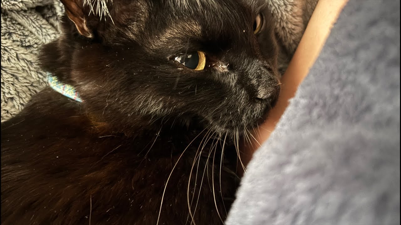 布団から出て来ないおはぎ｜0302（月）11：34～　Cat and gluttonous rabbit