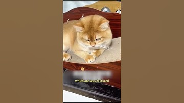 👍Cat scratching board source factory #cat #catcare #pets #catbehavior #funnyanimals